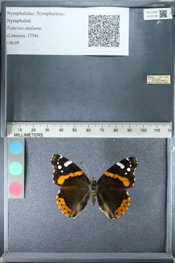 Media type: image;   Entomology 153148